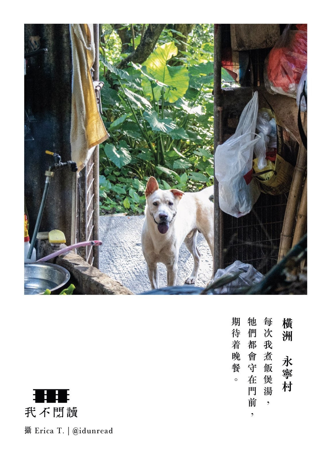 橫洲 postcard(狗封面)